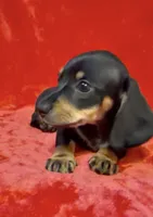Female 2, a female Miniature Dachshund for sale in Grovetown, GA – 3 of 7