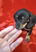 Tiny female 4, a female Miniature Dachshund for sale in Grovetown, GA – 3 of 7