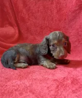 Male 6, a male Miniature Dachshund for sale in Grovetown, GA – 6 of 7