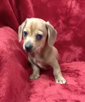 Female 1, a female Miniature Dachshund for sale in Grovetown, GA – 8 of 10