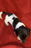 AKC Male 1, a female Miniature Dachshund for sale in Grovetown, GA – 6 of 8