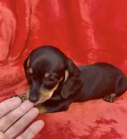 Female 2, a female Miniature Dachshund for sale in Grovetown, GA – 5 of 7