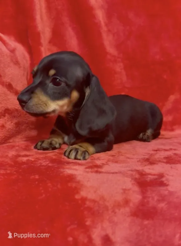 Female 2 – Miniature Dachshund puppy for sale in Grovetown, GA