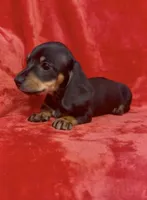 Female 2, a female Miniature Dachshund for sale in Grovetown, GA – 2 of 7