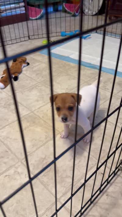 Female 1, a male Jack Russell Terrier for sale in Grovetown, GA – 5 of 9