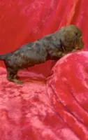 Male 6, a male Miniature Dachshund for sale in Grovetown, GA – 2 of 7