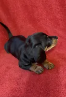 AKC  female 2, a female Miniature Dachshund for sale in Grovetown, GA – 6 of 6
