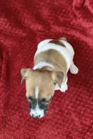 Male 2, a male Jack Russell Terrier for sale in Grovetown, GA – 5 of 8