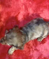 Male 1, a female Miniature Dachshund for sale in Grovetown, GA – 8 of 8