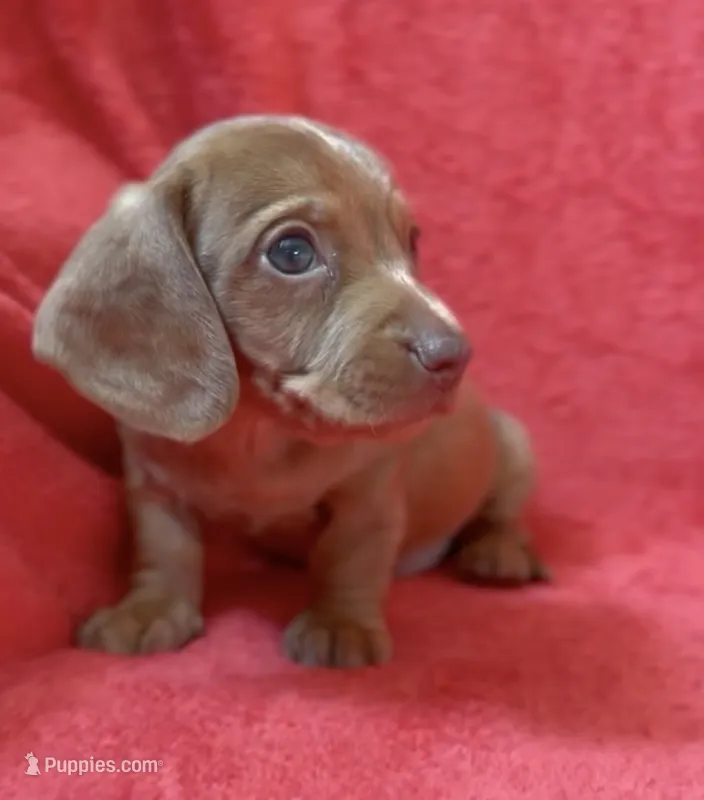 Male 5 – Miniature Dachshund puppy for sale in Grovetown, GA