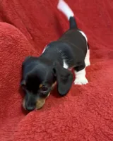 AKC female 3, a female Miniature Dachshund for sale in Grovetown, GA – 7 of 7