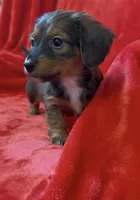 Female 1, a female Miniature Dachshund for sale in Grovetown, GA – Photo 4 of 7