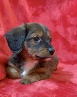Female 1, a female Miniature Dachshund for sale in Grovetown, GA – Photo 2 of 7