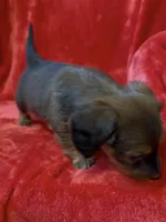 Female 1, a female Miniature Dachshund for sale in Grovetown, GA – Photo 5 of 7