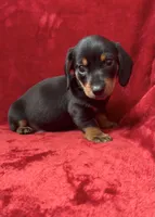 Male 2, a male Miniature Dachshund for sale in Grovetown, GA – 7 of 8