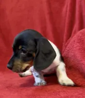 AKC Male 1, a female Miniature Dachshund for sale in Grovetown, GA – 2 of 8