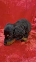 Male 2, a male Miniature Dachshund for sale in Grovetown, GA – 4 of 7