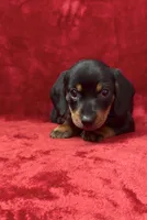 Male 2, a male Miniature Dachshund for sale in Grovetown, GA – 3 of 8