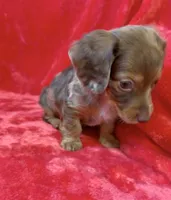 Male 1, a male Miniature Dachshund for sale in Grovetown, GA – 4 of 9