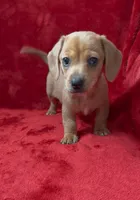 Female 1, a female Miniature Dachshund for sale in Grovetown, GA – 2 of 10
