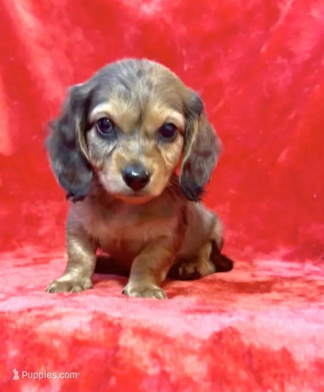 Male 1 – Miniature Dachshund puppy for sale in Grovetown, GA