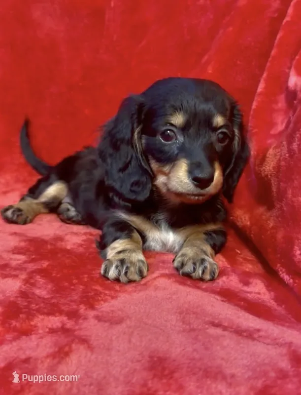 Female 3 – Miniature Dachshund puppy for sale in Grovetown, GA
