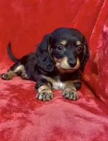 Female 3, a female Miniature Dachshund for sale in Grovetown, GA – 1 of 7