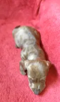 Male 5, a male Miniature Dachshund for sale in Grovetown, GA – 3 of 7