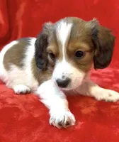 Male 5, a male Miniature Dachshund for sale in Grovetown, GA – Photo 6 of 8