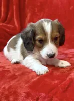 Male 5, a male Miniature Dachshund for sale in Grovetown, GA – Photo 2 of 8