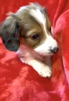 Male 5, a male Miniature Dachshund for sale in Grovetown, GA – Photo 5 of 8