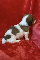 Male 5, a male Miniature Dachshund for sale in Grovetown, GA – Photo 8 of 8