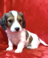 Male 5, a male Miniature Dachshund for sale in Grovetown, GA – Photo 1 of 8