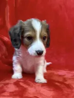 Male 5, a male Miniature Dachshund for sale in Grovetown, GA – Photo 4 of 8