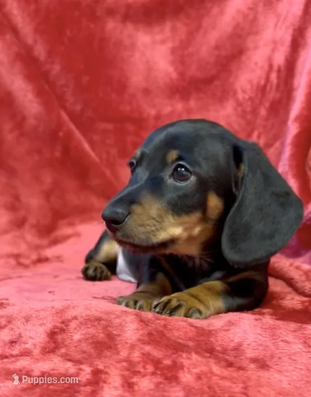 AKC  female 2 – Miniature Dachshund puppy for sale in Grovetown, GA
