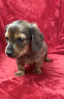 Male 1, a male Miniature Dachshund for sale in Grovetown, GA – 8 of 9