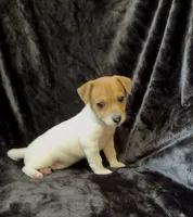Female 1, a male Jack Russell Terrier for sale in Grovetown, GA – 7 of 9