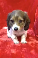 Female 1 pend, a female Miniature Dachshund for sale in Grovetown, GA – 6 of 10