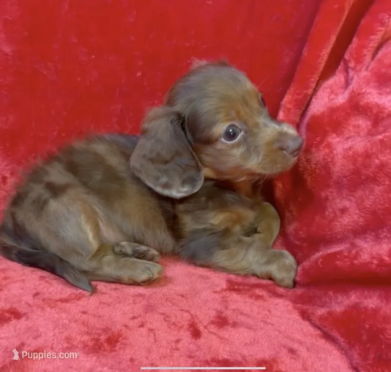 Male 3 – Miniature Dachshund puppy for sale in Grovetown, GA