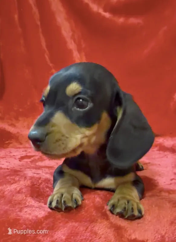 Male 4 – Miniature Dachshund puppy on hold in Grovetown, GA