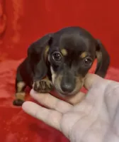 Tiny female 4, a female Miniature Dachshund for sale in Grovetown, GA – 5 of 7