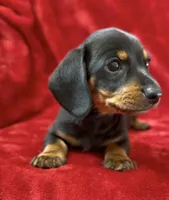 Male 2 pending, a male Miniature Dachshund for sale in Grovetown, GA – 3 of 7