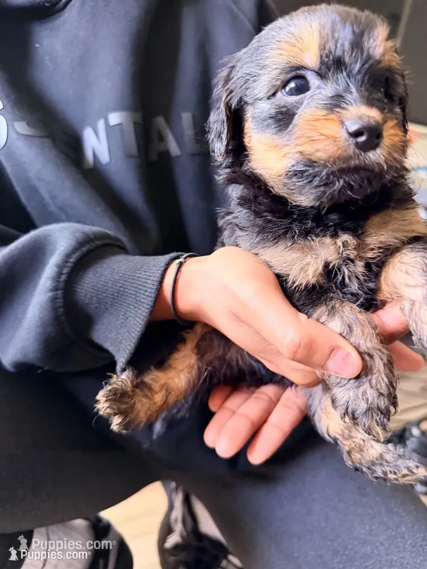 Boy 1  – Yorkipoo puppy for sale in Hoboken, NJ