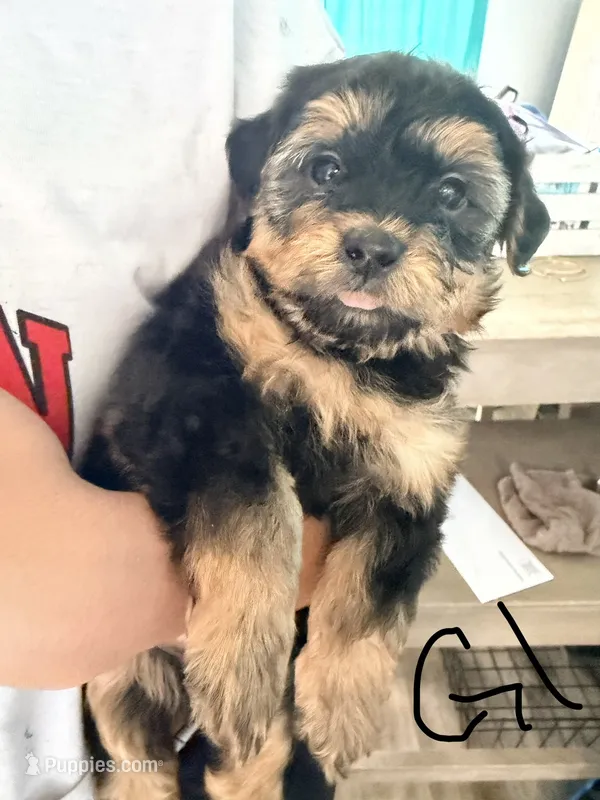 Girl 1 – Yorkipoo puppy for sale in Hoboken, NJ