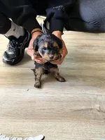 Boy 1 , a male Yorkipoo for sale in Hoboken, NJ – 5 of 5