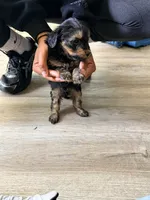 Boy 1 , a male Yorkipoo for sale in Hoboken, NJ – 3 of 5