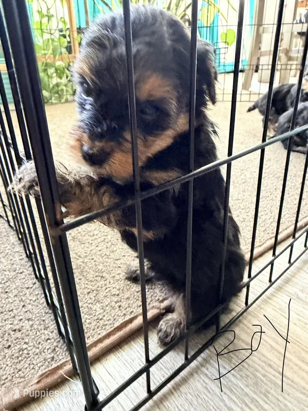 Boy 2  – Yorkipoo puppy for sale in Hoboken, NJ
