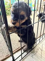 Boy 2 , a male Yorkipoo for sale in Hoboken, NJ – 1 of 3