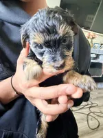 Girl 3 , a female Yorkipoo for sale in Hoboken, NJ – 5 of 5