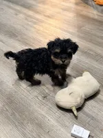 Girl 2, a female Yorkipoo for sale in Hoboken, NJ – Photo 6 of 6